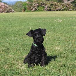 AKC Kobe (Green) - Black male Miniature Schnauzer puppy in Vista, California from Olympus Schnauzers