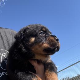 Female 946 - Black and mahogany female Rottweiler puppy in Ocala, Florida from Southeast Companion & Protection Dogs