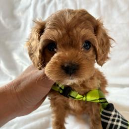 Phili - Red male Cavapoo puppy in Adrian, Oregon from ApplebyFarm
