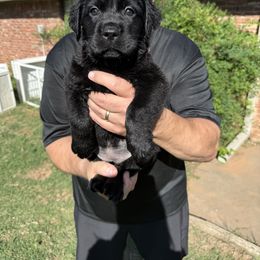 Cavalier King Charles Spaniel and Labrador Retriever Puppies from Heavenly Pups