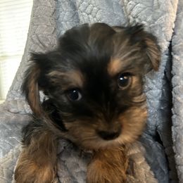 Yorkshire Terriers from It’s a Parti Yorkies