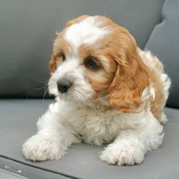 Cavapoo and Goldendoodle Puppies from Magic Valley Family Doodles