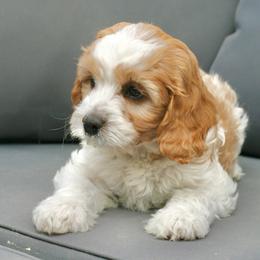 Cavapoo and Goldendoodle Puppies from Magic Valley Family Doodles