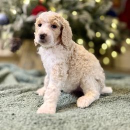 Light Green - Parti male Poodle puppy in Vidor, Texas from East Bunch Poodles