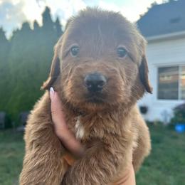 Hazelnut - Red  female Goldendoodle puppy in Warren, Michigan from Annette Patterson
