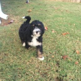 Bernedoodle Puppies from Natchez Trace Doodles