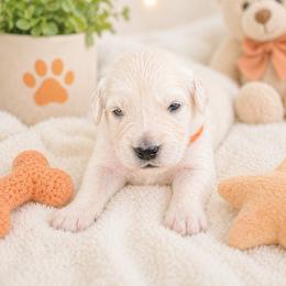 Boy 2 Clover - Light golden male Golden Retriever puppy in Angier, North Carolina from Howard's Retrievers