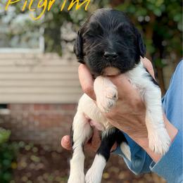 Pilgrim - Parti male Goldendoodle puppy in Mocksville, North Carolina from Little Bear Doodles