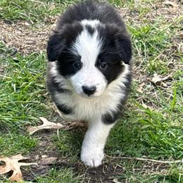 Felix - Black and white male Border Collie puppy in Mckinney, Texas from Border Collies of Ruidoso