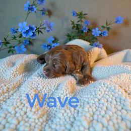Wave - Red phantom male Aussiedoodle puppy in Ellenburg Center, New York from Kristin's Puppies