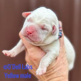 Gift - Yellow male Labrador Retriever puppy in Sullivan, Missouri from O’Dell Labs