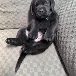 Labrador Retriever Puppies from Corner Crest Labs