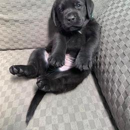 Labrador Retriever Puppies from Corner Crest Labs