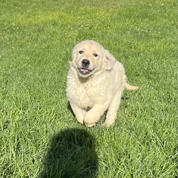 River - Light golden Golden Retriever puppy in Lewiston, Idaho from Twin River Goldens