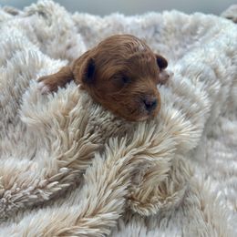 Cheesecake - Red  male Poodle puppy in Merigold, Mississippi from C & C Doodles and Poodles