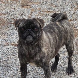 Rhea - Pug