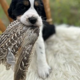 English Springer Spaniel Puppies from Currahee Fields Springers