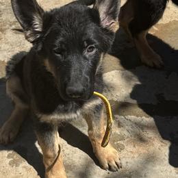 German Shepherd Puppies from Brooks High Quality Breeders