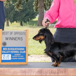 Dachshunds from Mac Fam Dachshunds