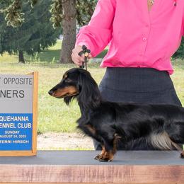Dachshunds from Mac Fam Dachshunds