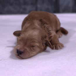Kit - Cream male Whoodle puppy in West Bend, Iowa from Blue Skies Terriers