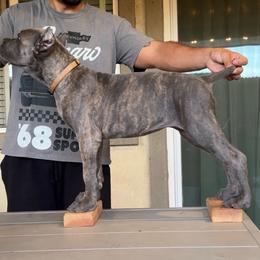 Yellow - Gray brindle female Cane Corso puppy in Homeland, California from Dal Deserto Cane Corso