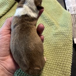 Girl 1 - Seal and white female Boston Terrier puppy in Tenmile, Oregon from High Plains French Bulldogs,Boston Terriers and Frenchtons.