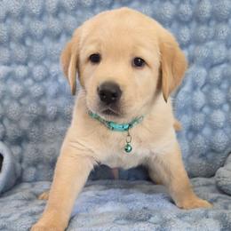 Green collared male - Fawn male Companion Cross puppy in Lakeland, Florida from Hogarth's Kennel Haven
