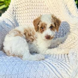 Doc - Parti male Goldendoodle puppy in Stockton, California from Port City Doodles