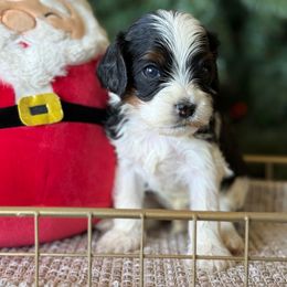 Seth - Tri-color male Cavapoo puppy in Yuciapa, California from AlltheDoodlez_