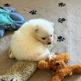 Loki - White male American Eskimo Dog puppy in Redlands, California from Arctic Storm Kennels