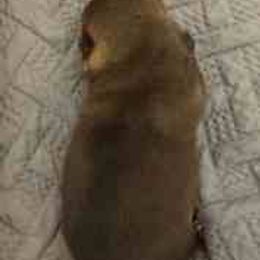 Yumi - Sesame female Shiba Inu puppy in Tamarac, Florida from The Queen of Shibas