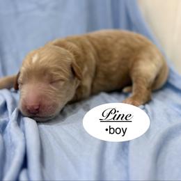 Pine - Apricot male Goldendoodle puppy in Jackson, Mississippi from T.M. Poodles & Doodles