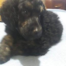 Poodle Puppies from Endearing Standard Poodles