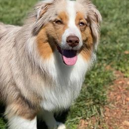 Australian Shepherd Puppies from Triple S Aussies