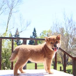 Hana - Red female Shiba Inu puppy in Napa, California from Shinin Shibas