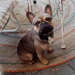 Max - French Bulldog