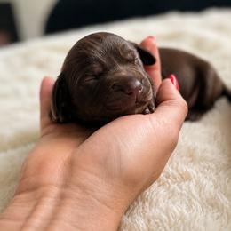 Tony - Chocolate and tan male Dachshund puppy in Hialeah, Florida from Slinky Doxie 305
