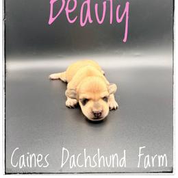 Beauty - Cream female Dachshund puppy in Cincinnati, Ohio from Caines Dachshund Farm