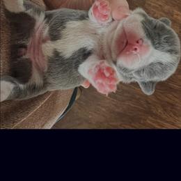 French Bulldog and Poodle Puppies from Wrinkles And Rolls Frenchies/French Bulldogs