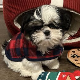 Shih Tzu puppies from Koda Bears Cubs