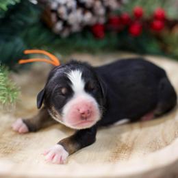 Bonbon - Tri-color male Bernedoodle puppy in Queen Creek, Arizona from Dulcito Doodles