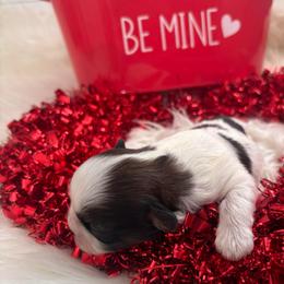 Kai - Tricolor male Shih Tzu puppy in Avondale, Arizona from Riley Family Shih Tzus