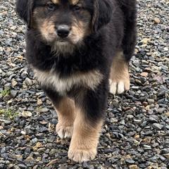 Female - female Golden Mountain Dog puppy in Tacoma, Washington from Canyon Meadows Farm