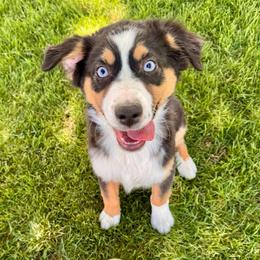 Brave - Black tri male Miniature American Shepherd puppy in Tonasket, Washington from V5 Aussies