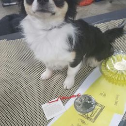 Chihuahuas from Rossmoyne Chihuahuas