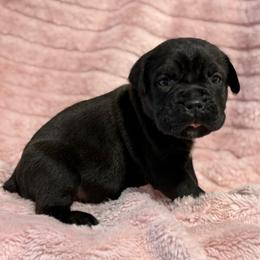Red Collar R - Black male Cane Corso puppy in Paris, Texas from Knucklehead Cane Corso