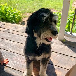 Hazel - Bernedoodle