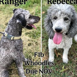 Whoodle puppies from Leshas Whoodles