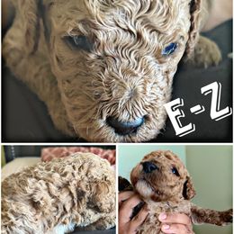 Goldendoodle Puppies from Jenny’s doodles